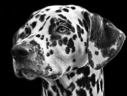 Gisele Bündchen Can’t Stop Wearing Retro Jeans